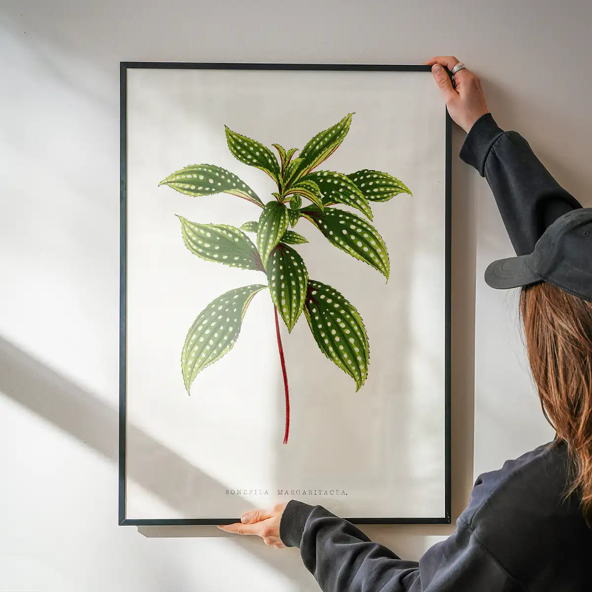 Sonerila Magaritacea leaf botanical illustration print