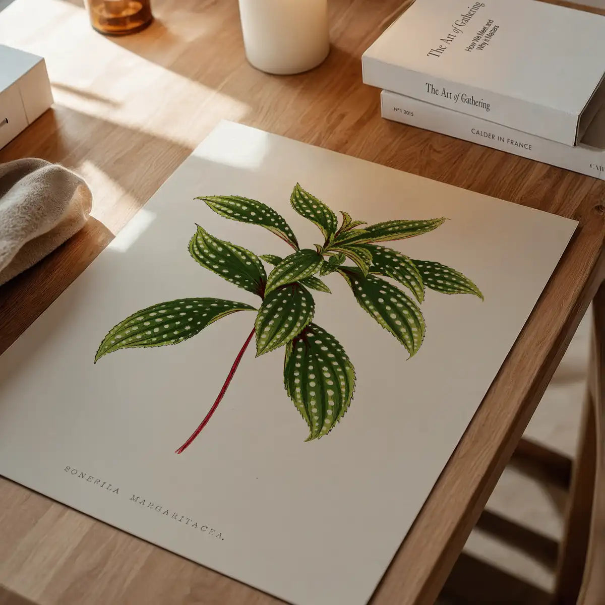 Sonerila Magaritacea leaf botanical illustration print