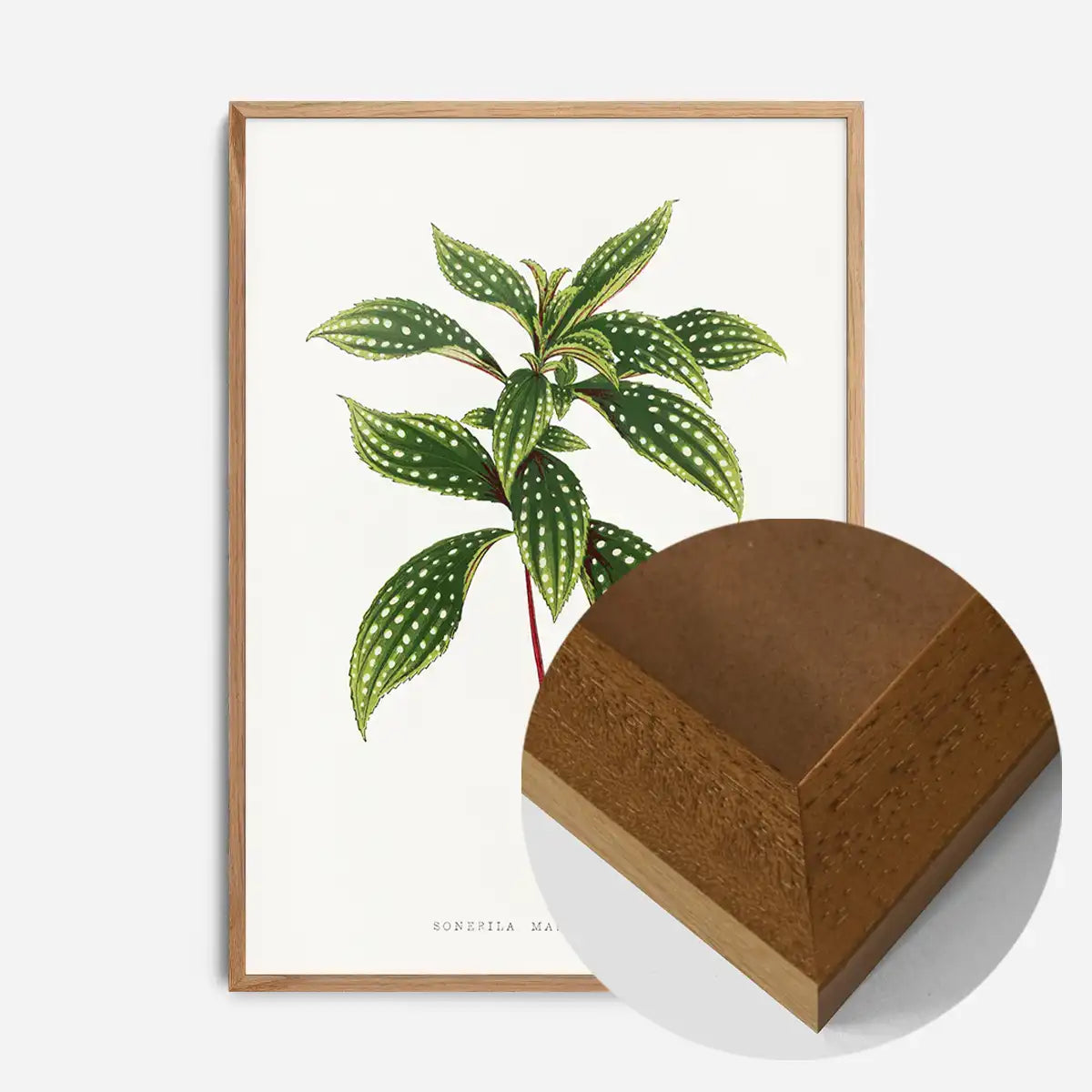 Sonerila Magaritacea leaf botanical illustration print