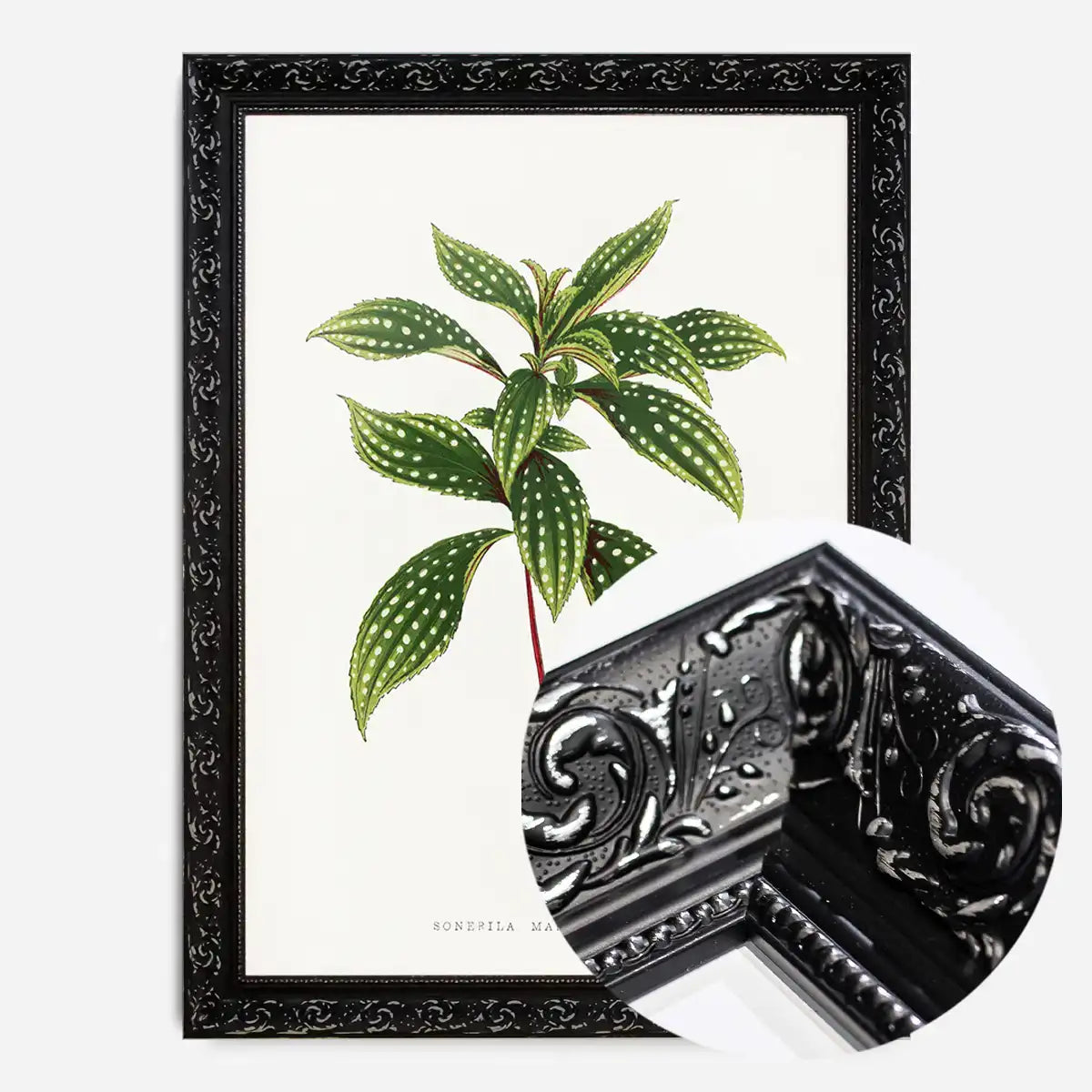 Sonerila Magaritacea leaf botanical illustration print