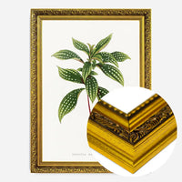 Sonerila Magaritacea leaf botanical illustration print