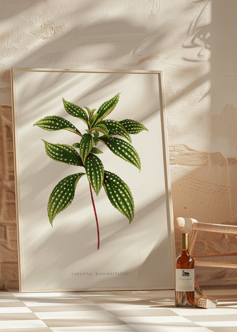 Sonerila Magaritacea leaf botanical illustration print