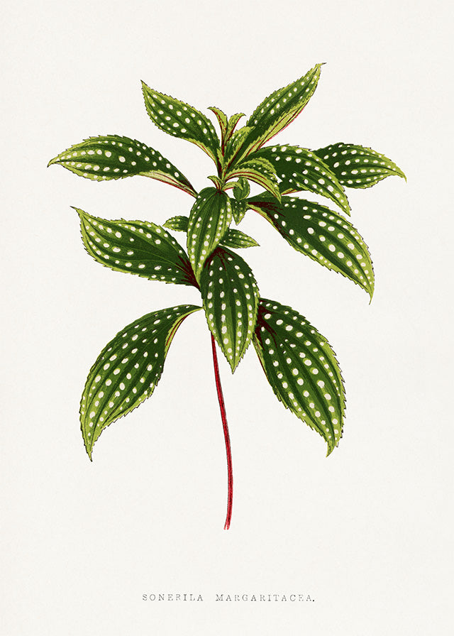 Sonerila Magaritacea leaf botanical illustration print