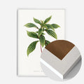 White Wood Frame