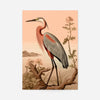 Vintage Heron Illustration Peach Print