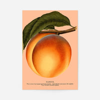 Large Vintage Elberta Peach Print