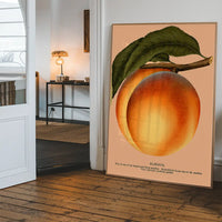 Large Vintage Elberta Peach Print