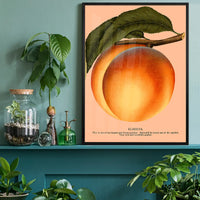 Large Vintage Elberta Peach Print