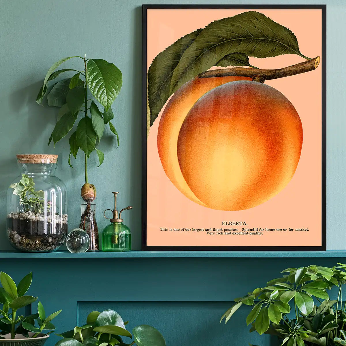Large Vintage Elberta Peach Print
