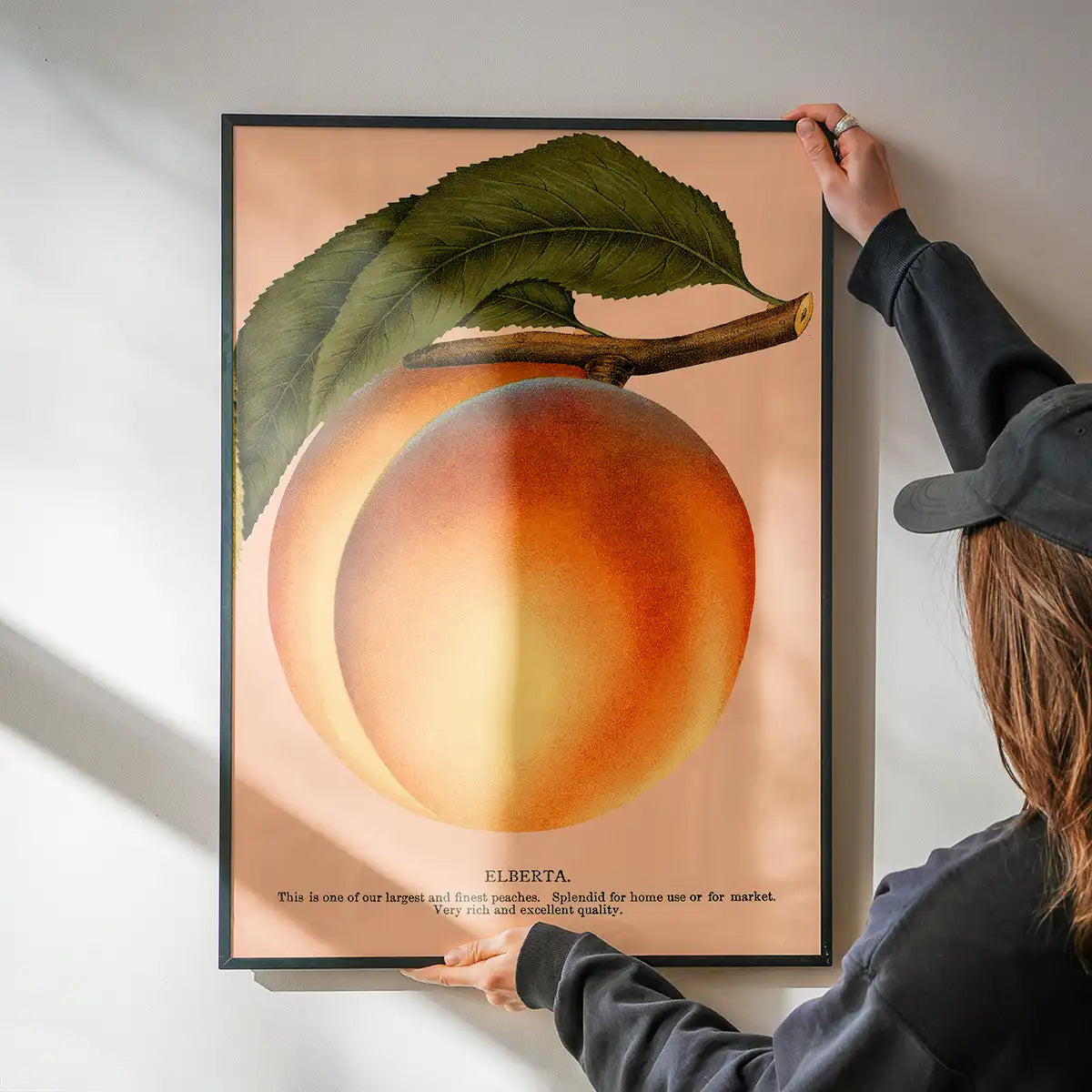 Large Vintage Elberta Peach Print