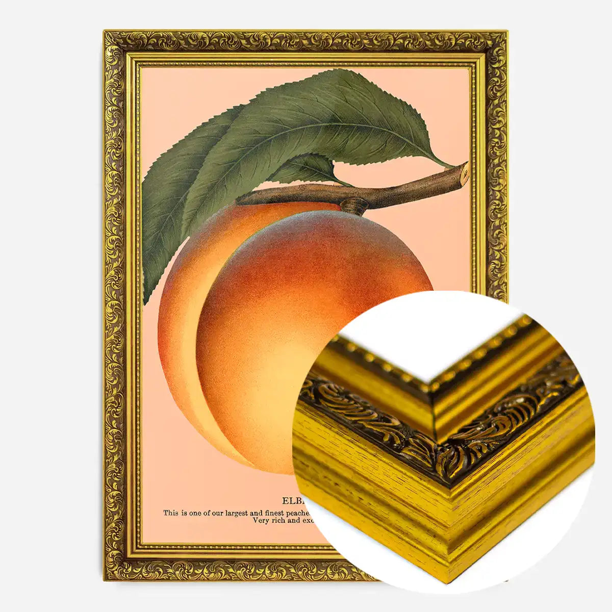 Large Vintage Elberta Peach Print