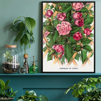 Empress of China Rose Vintage Lithograph Print