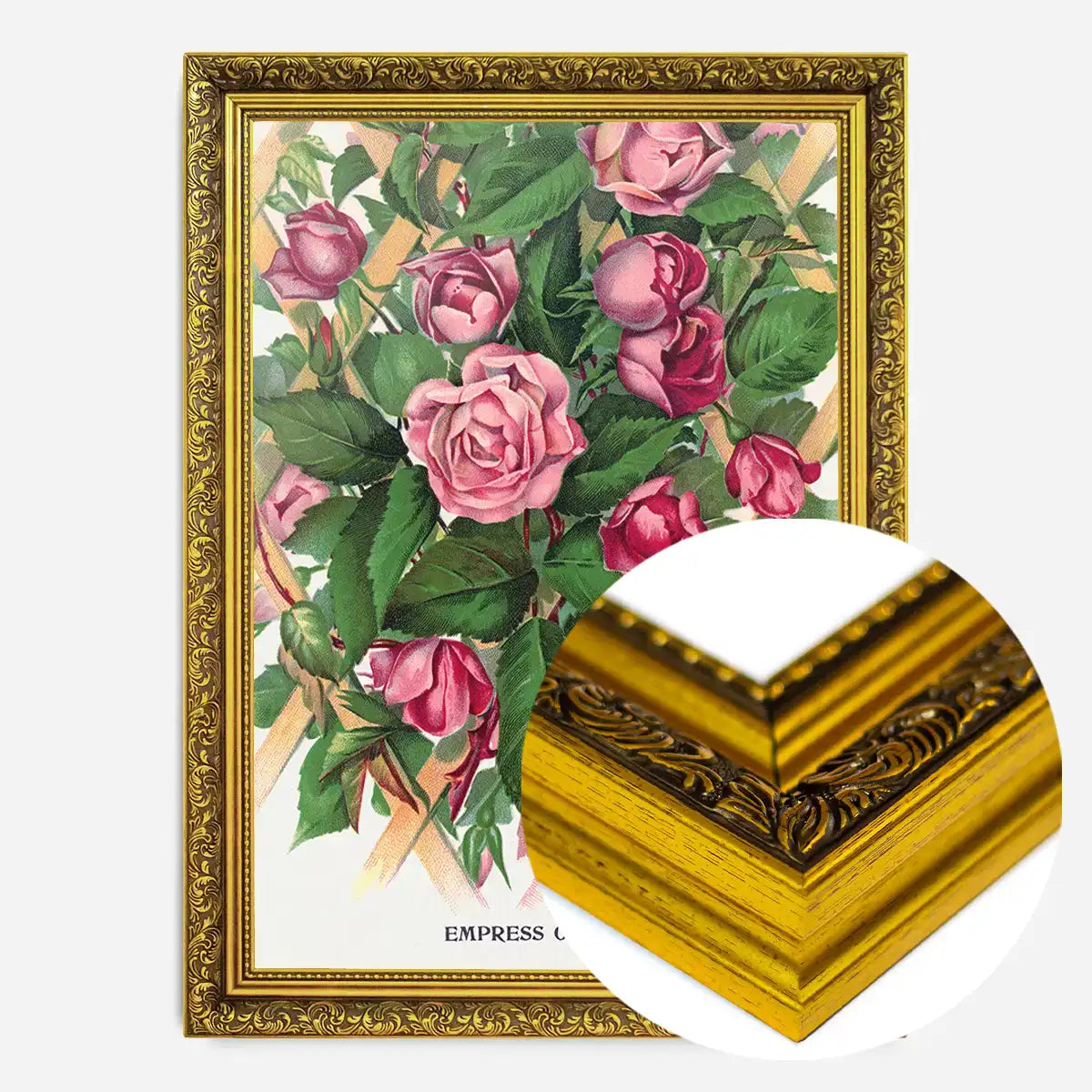 Empress of China Rose Vintage Lithograph Print