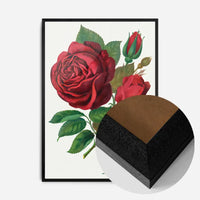 Red Rose Vintage Lithograph Print