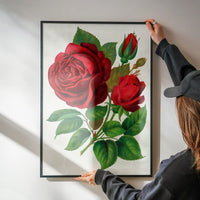 Red Rose Vintage Lithograph Print