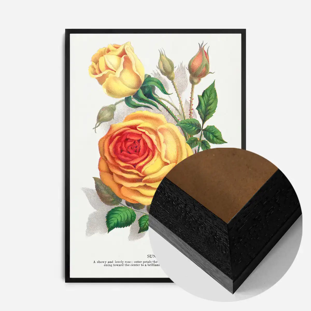 Sunset Rose Vintage Lithograph Print