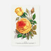 Sunset Rose Vintage Lithograph Print