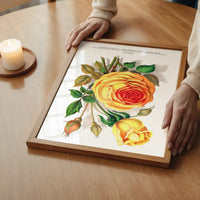 Sunset Rose Vintage Lithograph Print