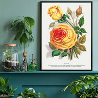 Sunset Rose Vintage Lithograph Print