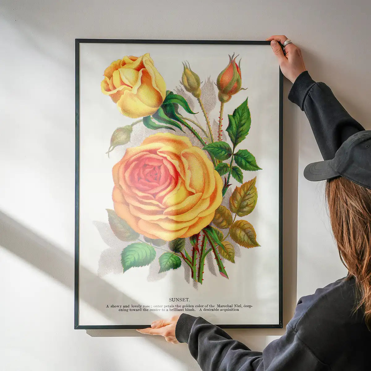 Sunset Rose Vintage Lithograph Print