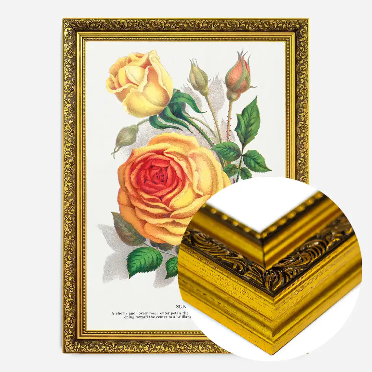 Sunset Rose Vintage Lithograph Print