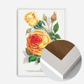 White Wood Frame