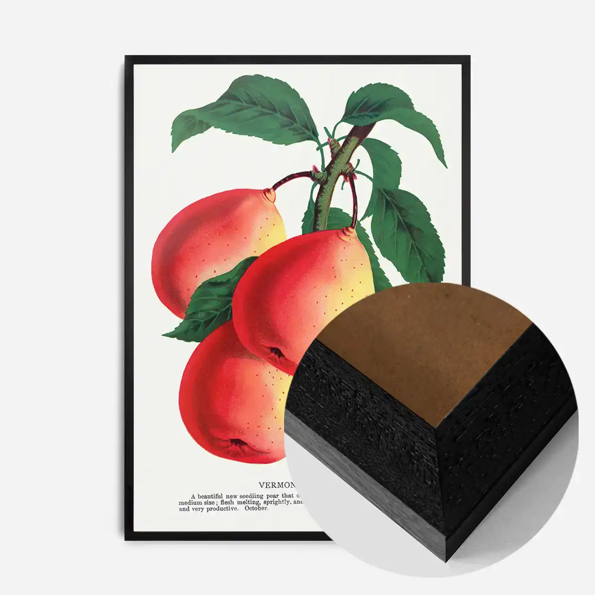 Vermont Beauty pear Vintage Lithograph Print