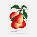 Print Only