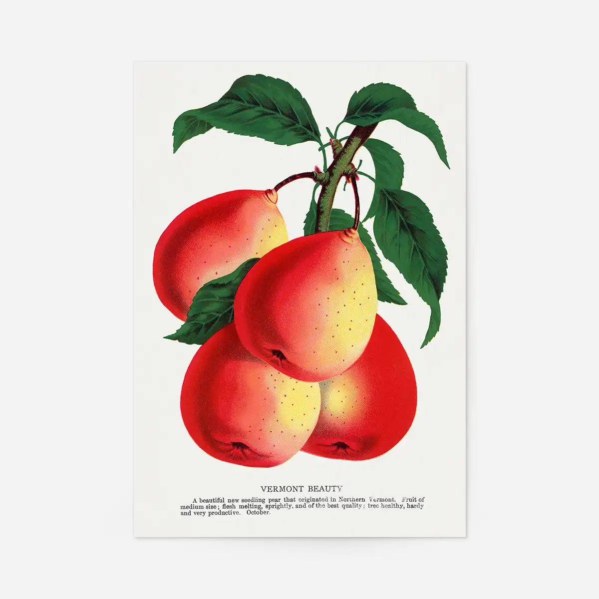 Vermont Beauty pear Vintage Lithograph Print