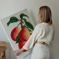Vermont Beauty pear Vintage Lithograph Print
