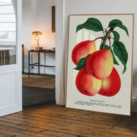 Vermont Beauty pear Vintage Lithograph Print