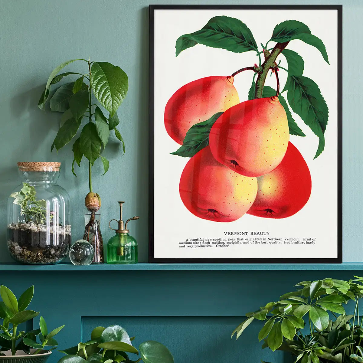 Vermont Beauty pear Vintage Lithograph Print
