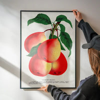 Vermont Beauty pear Vintage Lithograph Print