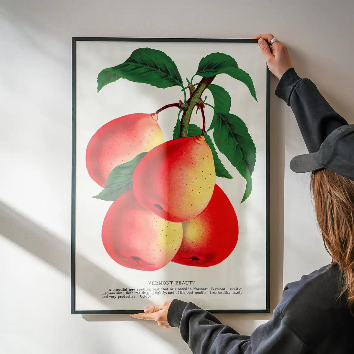 Vermont Beauty pear Vintage Lithograph Print