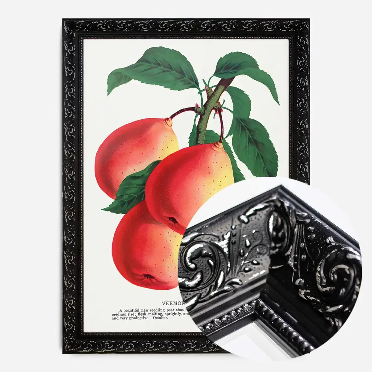Vermont Beauty pear Vintage Lithograph Print