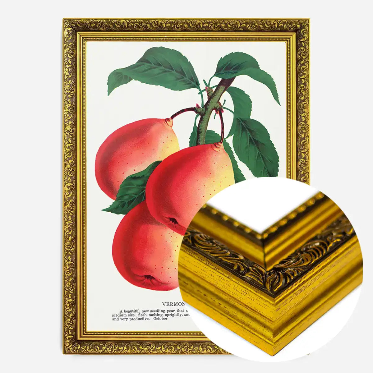 Vermont Beauty pear Vintage Lithograph Print