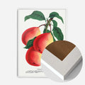 White Wood Frame