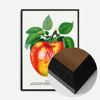Wolf River Apple Lithograph Print