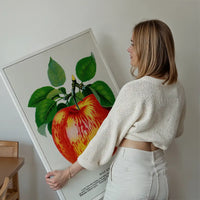 Wolf River Apple Lithograph Print