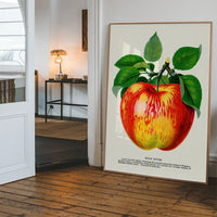 Wolf River Apple Lithograph Print