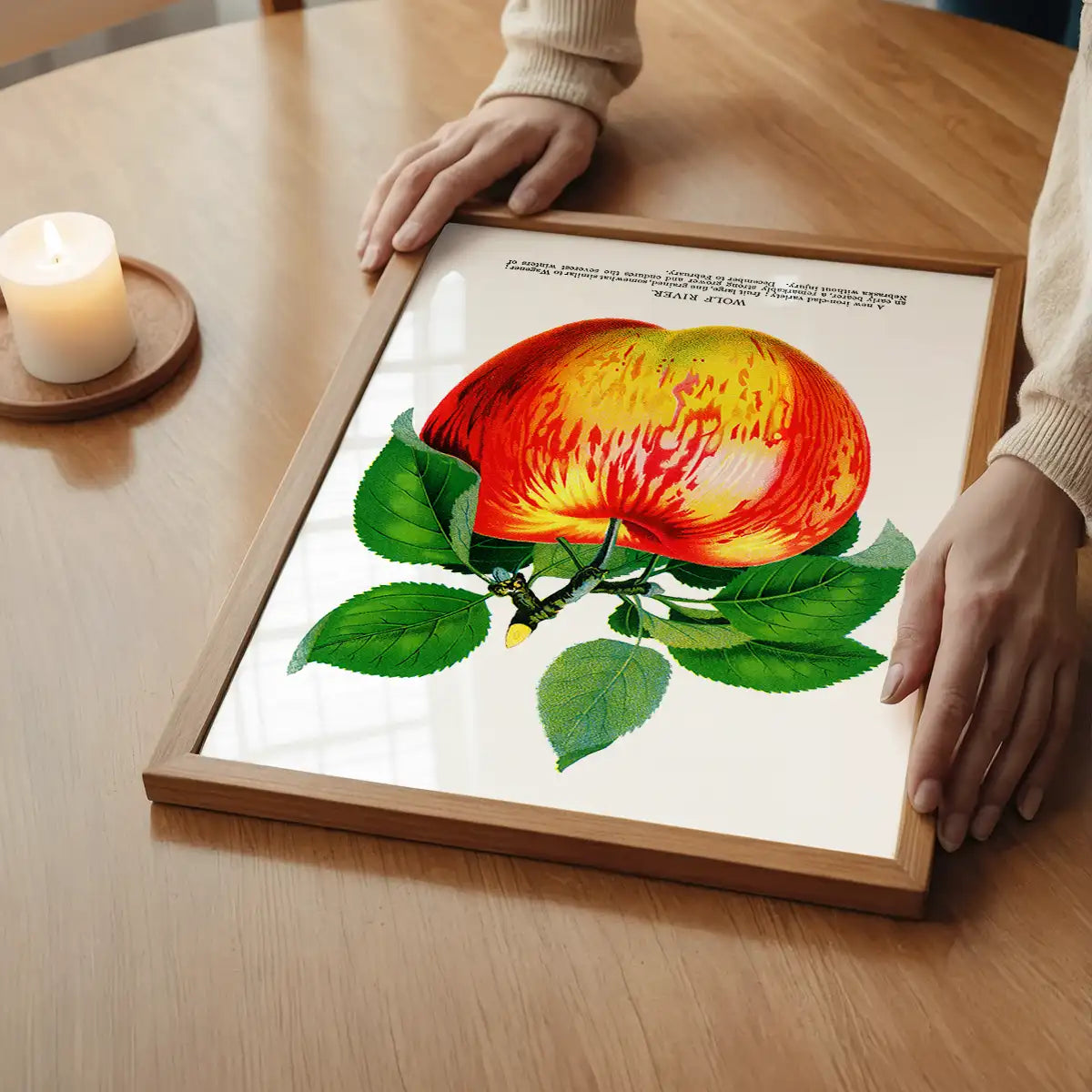 Wolf River Apple Lithograph Print