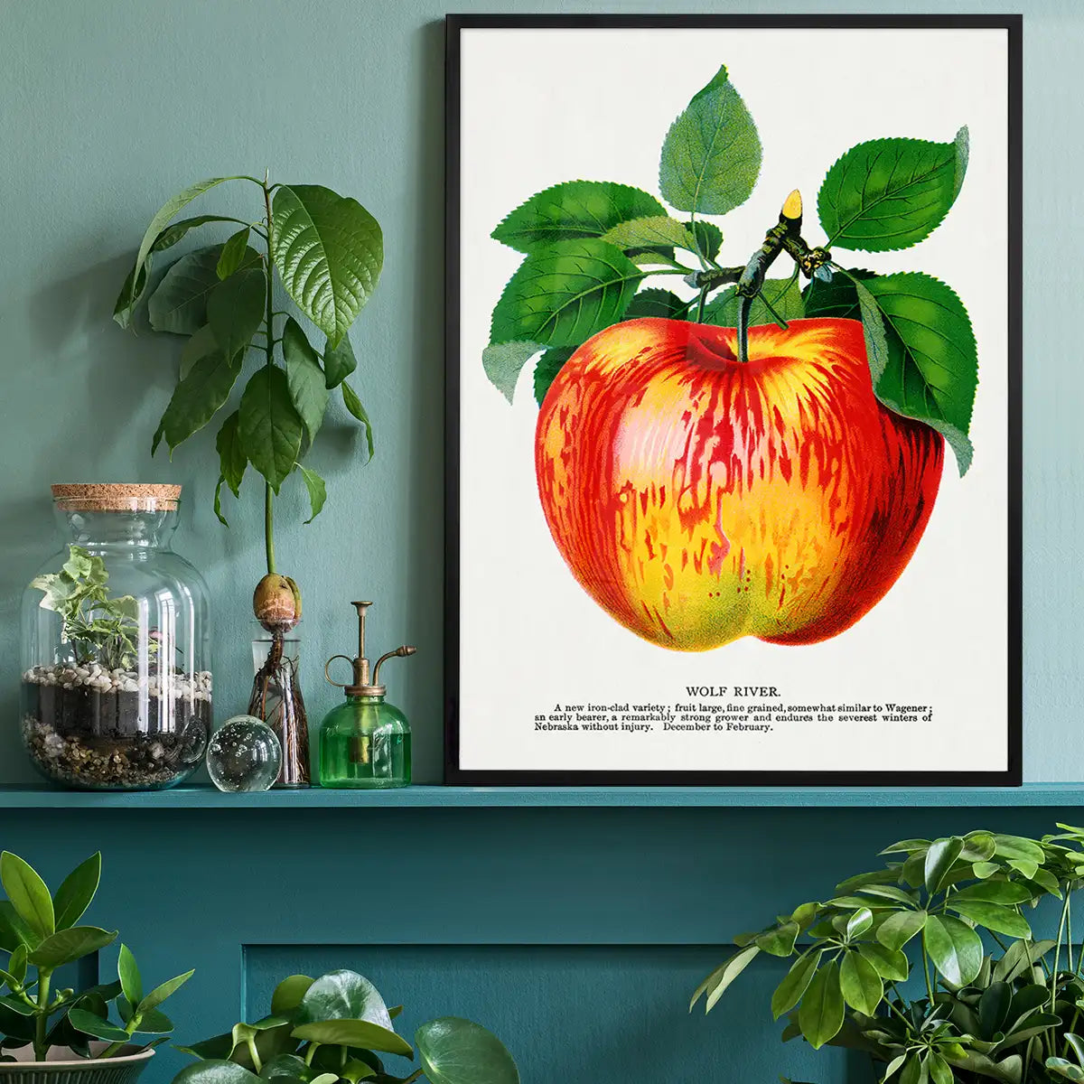 Wolf River Apple Lithograph Print
