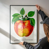 Wolf River Apple Lithograph Print
