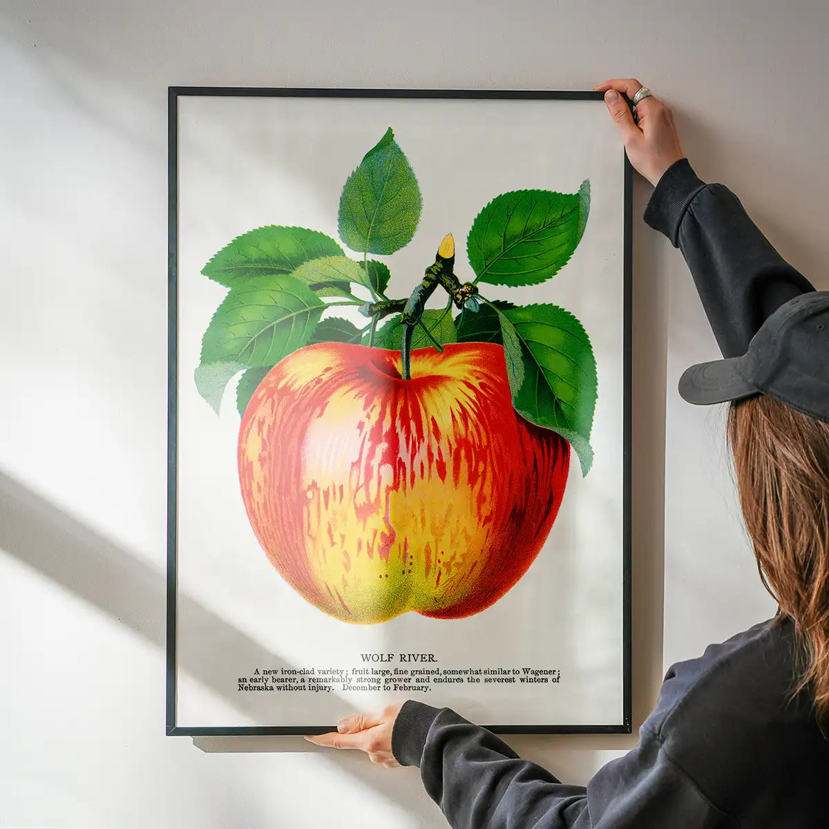 Wolf River Apple Lithograph Print