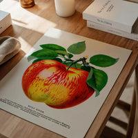 Wolf River Apple Lithograph Print