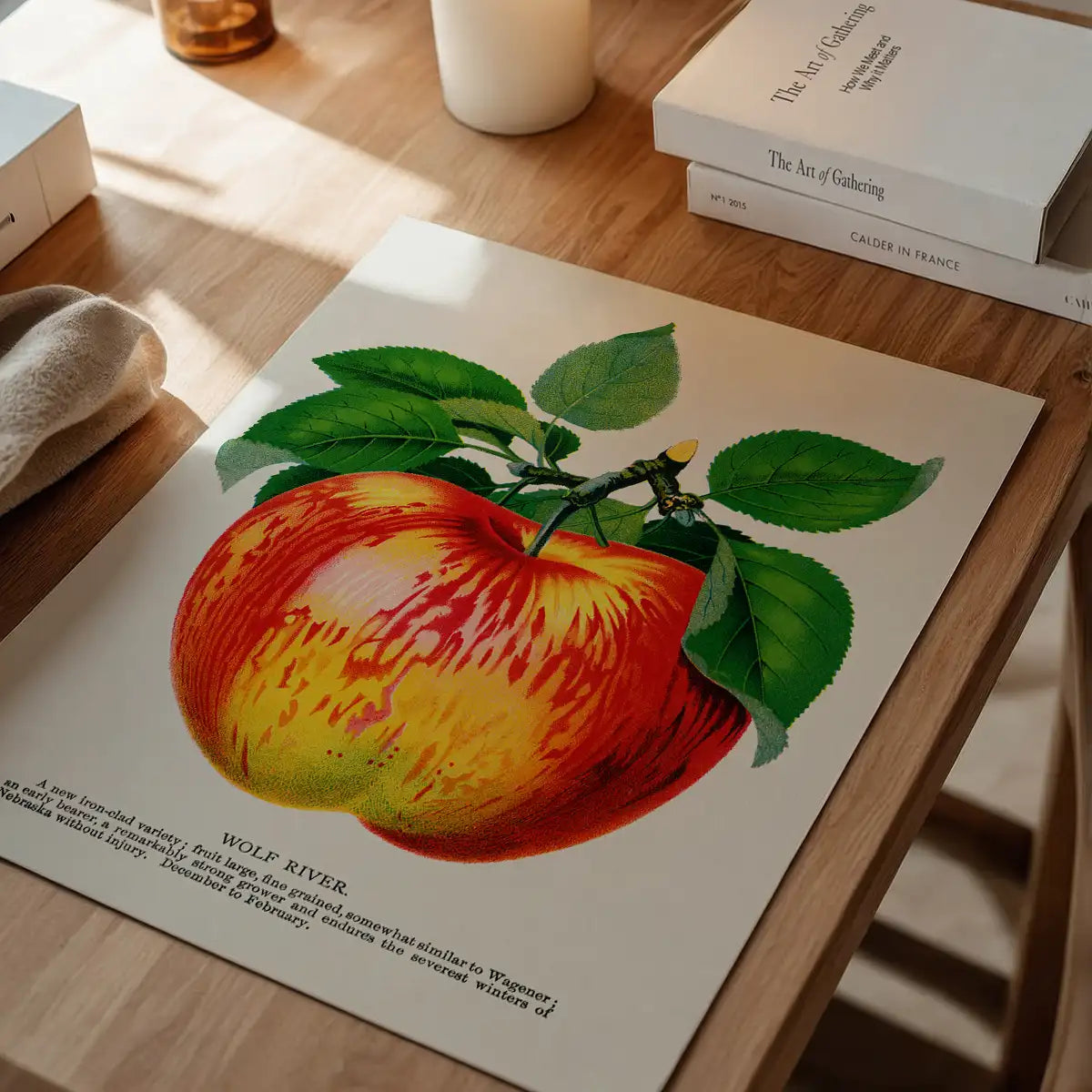 Wolf River Apple Lithograph Print