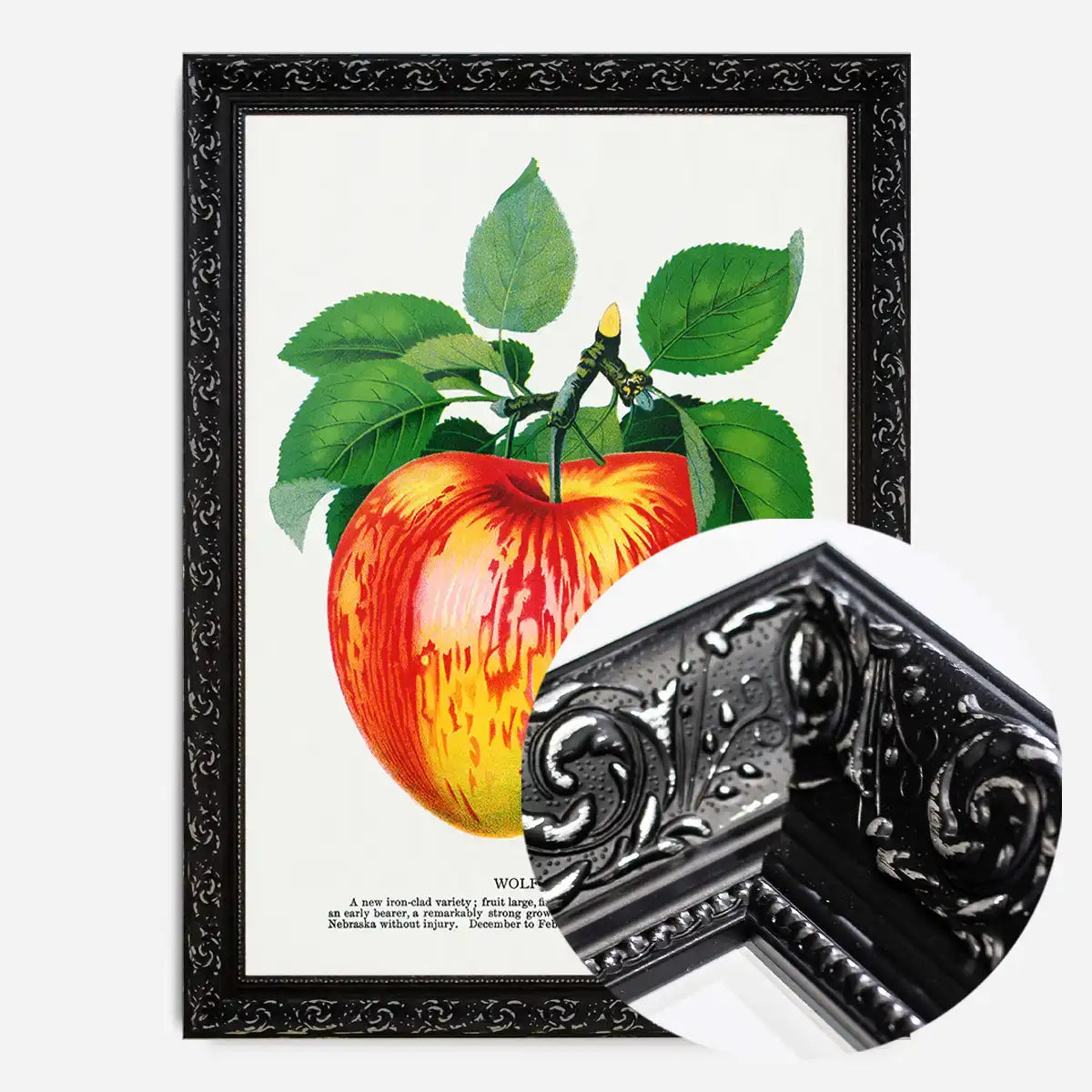 Wolf River Apple Lithograph Print