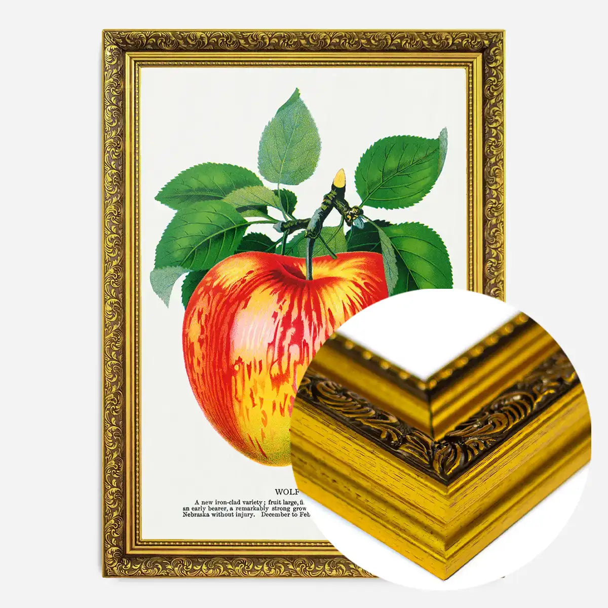 Wolf River Apple Lithograph Print
