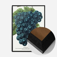 Worden's Seedling Grape vintage lithograph print
