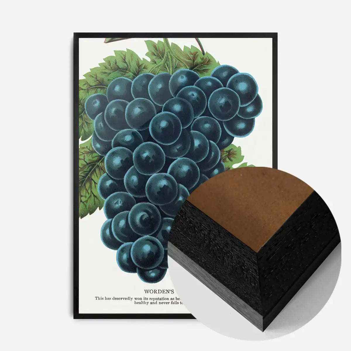 Worden's Seedling Grape vintage lithograph print